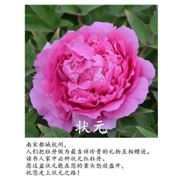 牡丹花是几月份开，牡丹花花期简单介绍