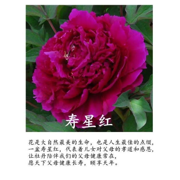 牡丹花是几月份开，牡丹花花期简单介绍