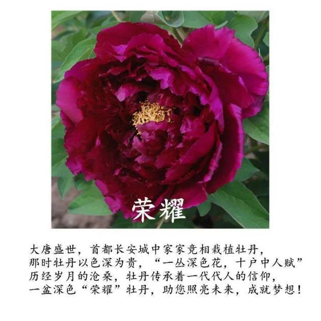 牡丹花是几月份开，牡丹花花期简单介绍