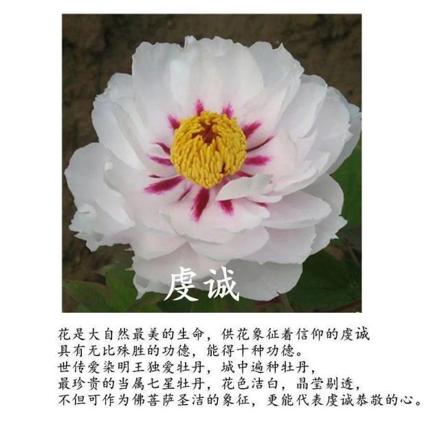 牡丹花是几月份开，牡丹花花期简单介绍