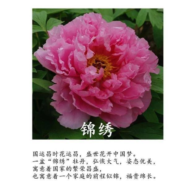 牡丹花是几月份开，牡丹花花期简单介绍