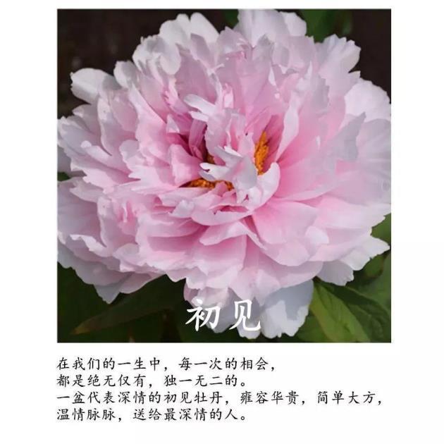 牡丹花是几月份开，牡丹花花期简单介绍