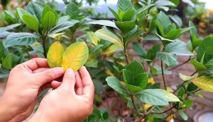 盆栽栀子花怎么养才能开花，教你养栀子花的妙招