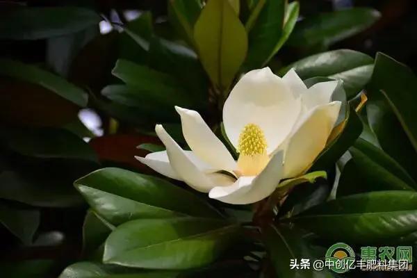 白玉兰花花语和寓意是什么，有关白玉兰代表的含义