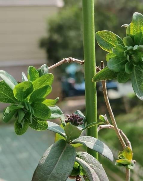 金银花怎么种植盆栽，教你养好金银花的诀窍