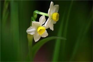 水仙花养殖方法是什么，教你养好水仙花的技巧