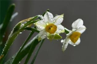 水仙花养殖方法是什么，教你养好水仙花的技巧