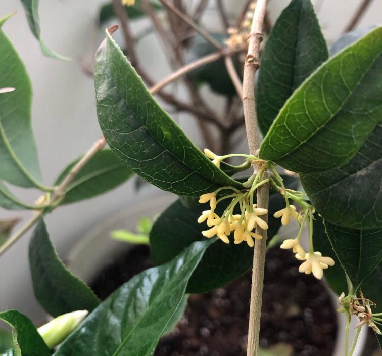 桂花树盆栽怎么养，种植桂花树的注意事项