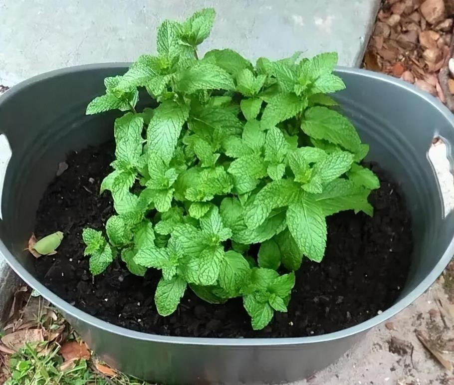 薄荷怎么种植方法，薄荷种植方法和时间