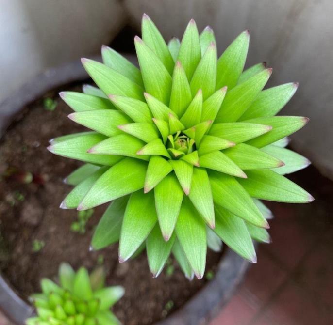 百合花怎么养殖方法，种植百合花正确方法讲解