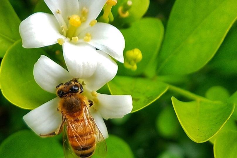 七里香盆栽怎么养，详解七里香种植方法