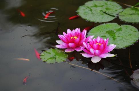 夏季开花的植物花卉有哪些，代表夏天的花卉大全