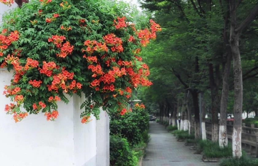 适合北方庭院种植的花卉，冬天冻不死的庭院草花大全