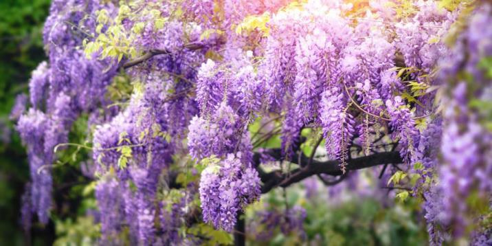 适合北方庭院种植的花卉，冬天冻不死的庭院草花大全