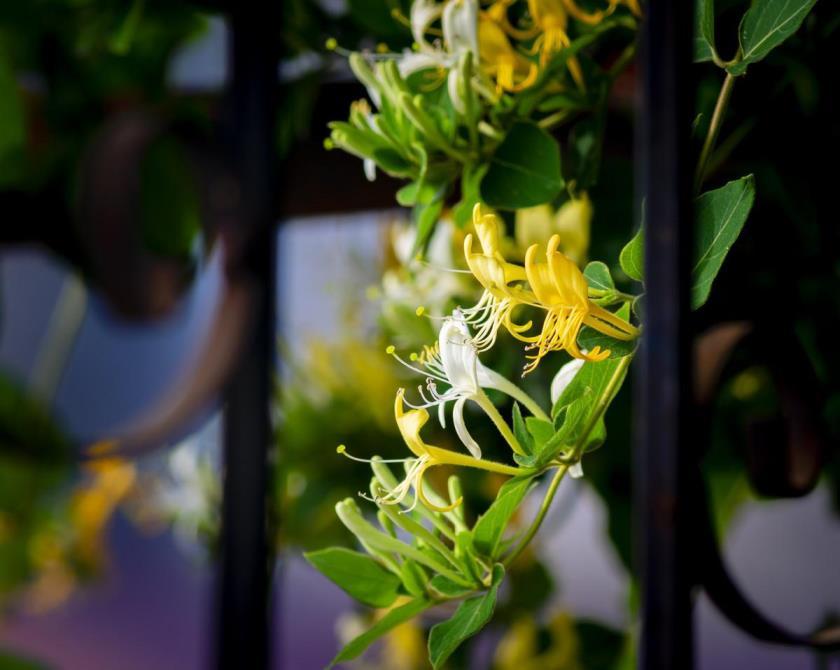 适合北方庭院种植的花卉，冬天冻不死的庭院草花大全