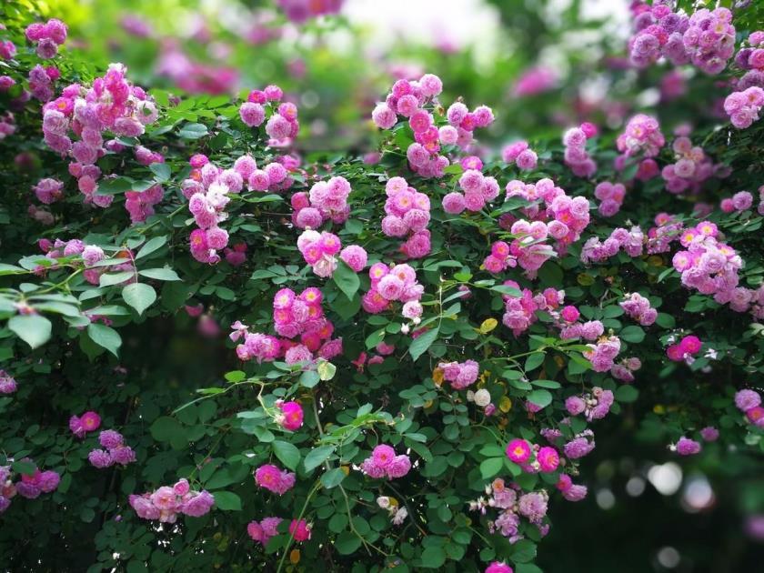 适合北方庭院种植的花卉，冬天冻不死的庭院草花大全