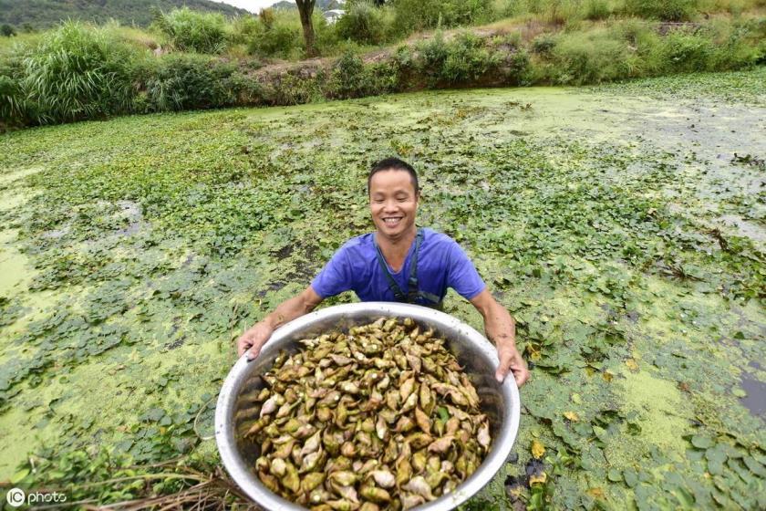 菱角怎么种植，菱角种植方法和时间