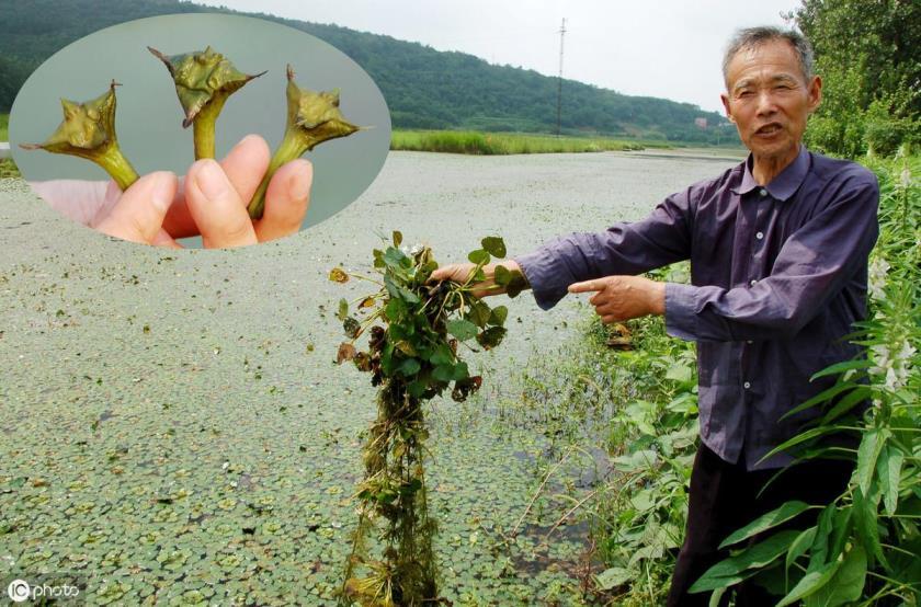 菱角怎么种植，菱角种植方法和时间