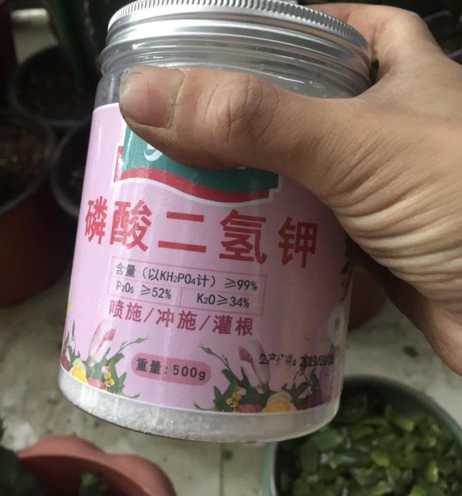 开花的仙人球怎么养，仙人球的养殖方法和管理