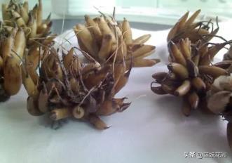 花毛茛发芽后怎么养护，花毛茛养护注意事项