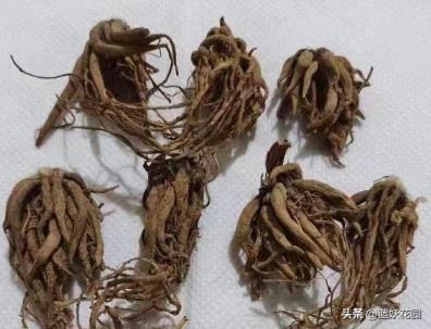 花毛茛发芽后怎么养护，花毛茛养护注意事项