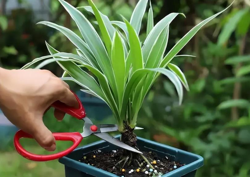 室内盆景植物有哪些，盘点五种适合室内养的植物