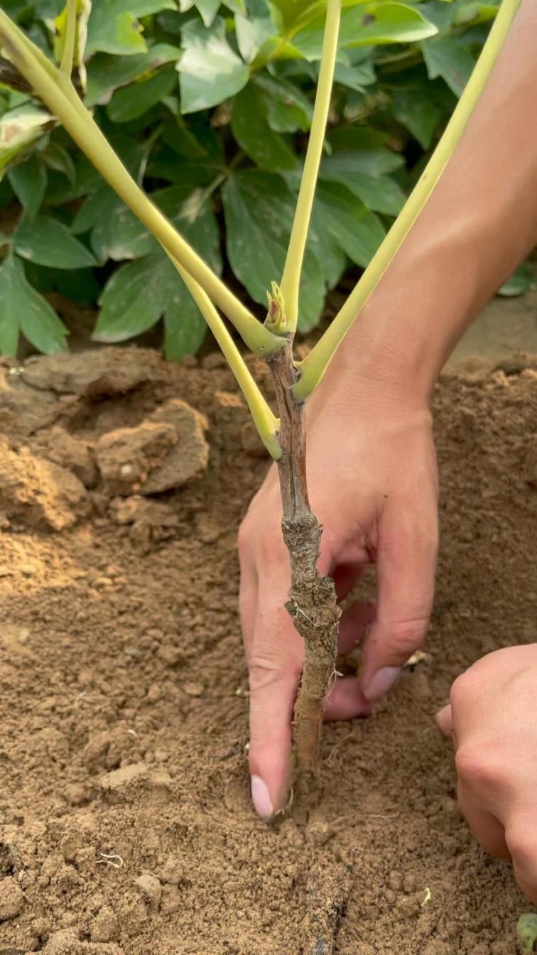 牡丹的种植方法和注意事项，栽培牡丹的管理要点