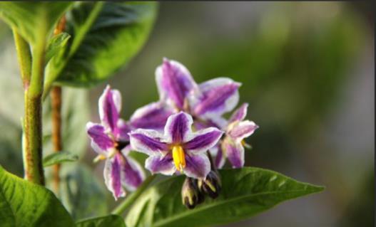 人参果几月份种植最好，人参果种植时间和方法