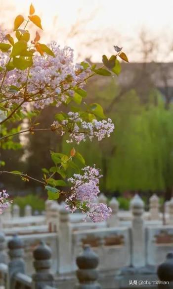 丁香的花语和寓意，了解丁香花的象征意义