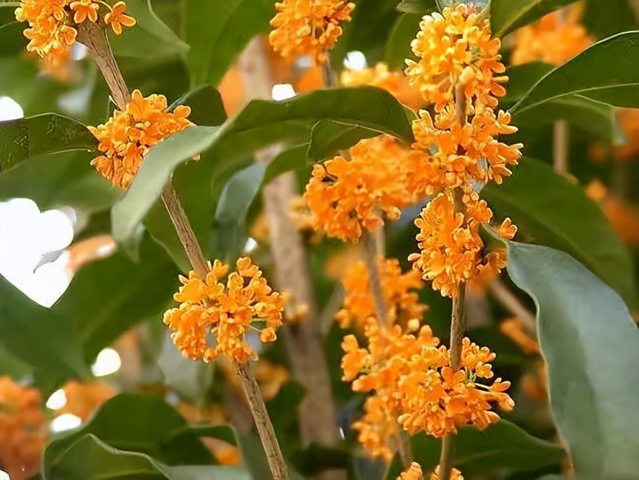 桂花为什么阳台养不活，种植桂花的注意事项