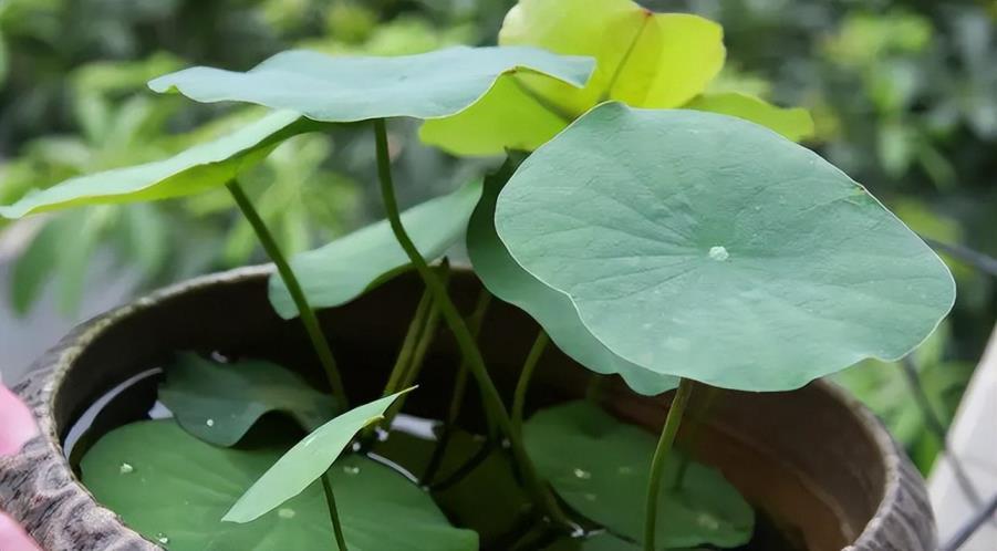 碗莲怎么种植方法，水培碗莲的养殖注意事项