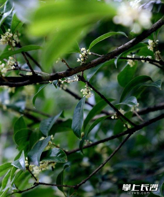 桂花什么时候开放，桂花花期简单介绍