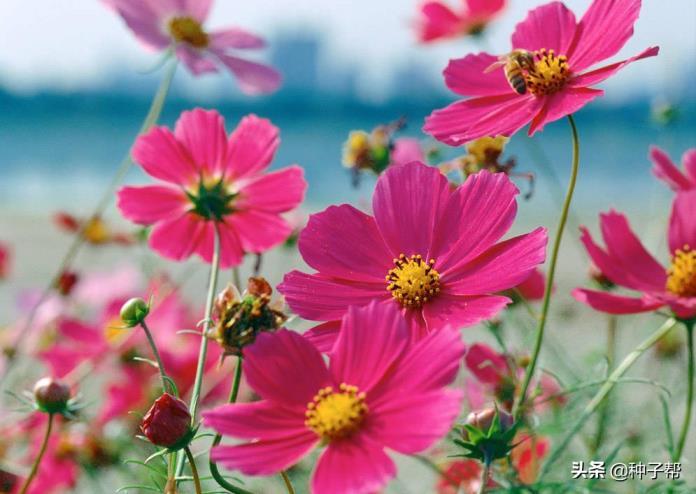 波斯菊种子什么时候播种最好，波斯菊播种方法和时间