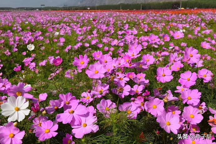 波斯菊种子什么时候播种最好，波斯菊播种方法和时间