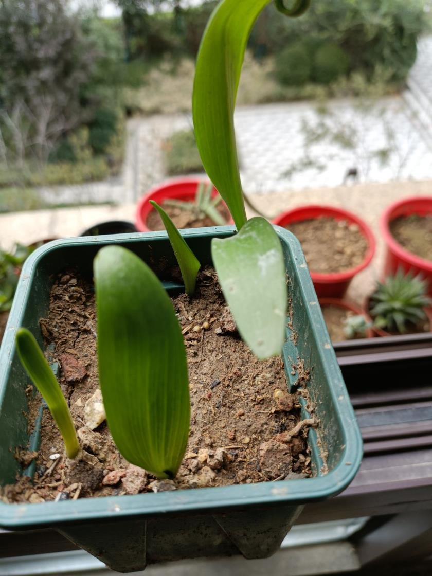 百合花如何栽培，盆栽百合花的种植和管理