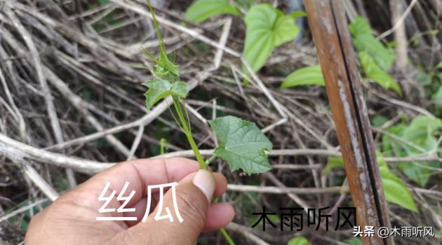 丝瓜如何种植，有关丝瓜种植时间及技术要点