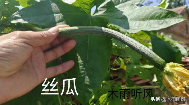 丝瓜如何种植，有关丝瓜种植时间及技术要点