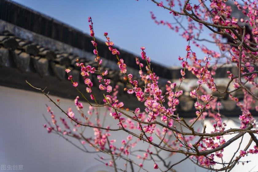 腊梅花怎么养护，腊梅花养护注意事项