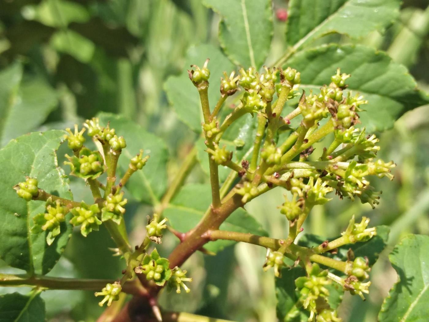 花椒树苗怎么种植，有关花椒树的栽培技术