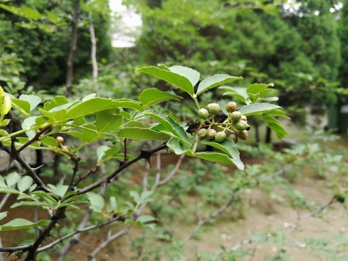 花椒树苗怎么种植，有关花椒树的栽培技术