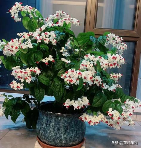 龙吐珠花怎么养才能开花，花卉龙吐珠栽培与管理