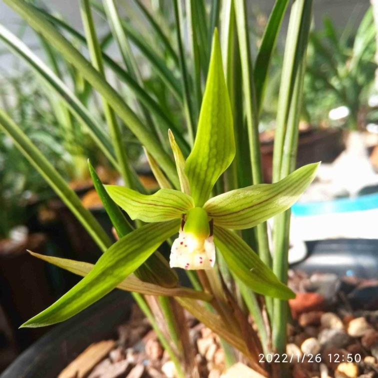 春季开的花有哪些植物，春天里盛开常见的花介绍