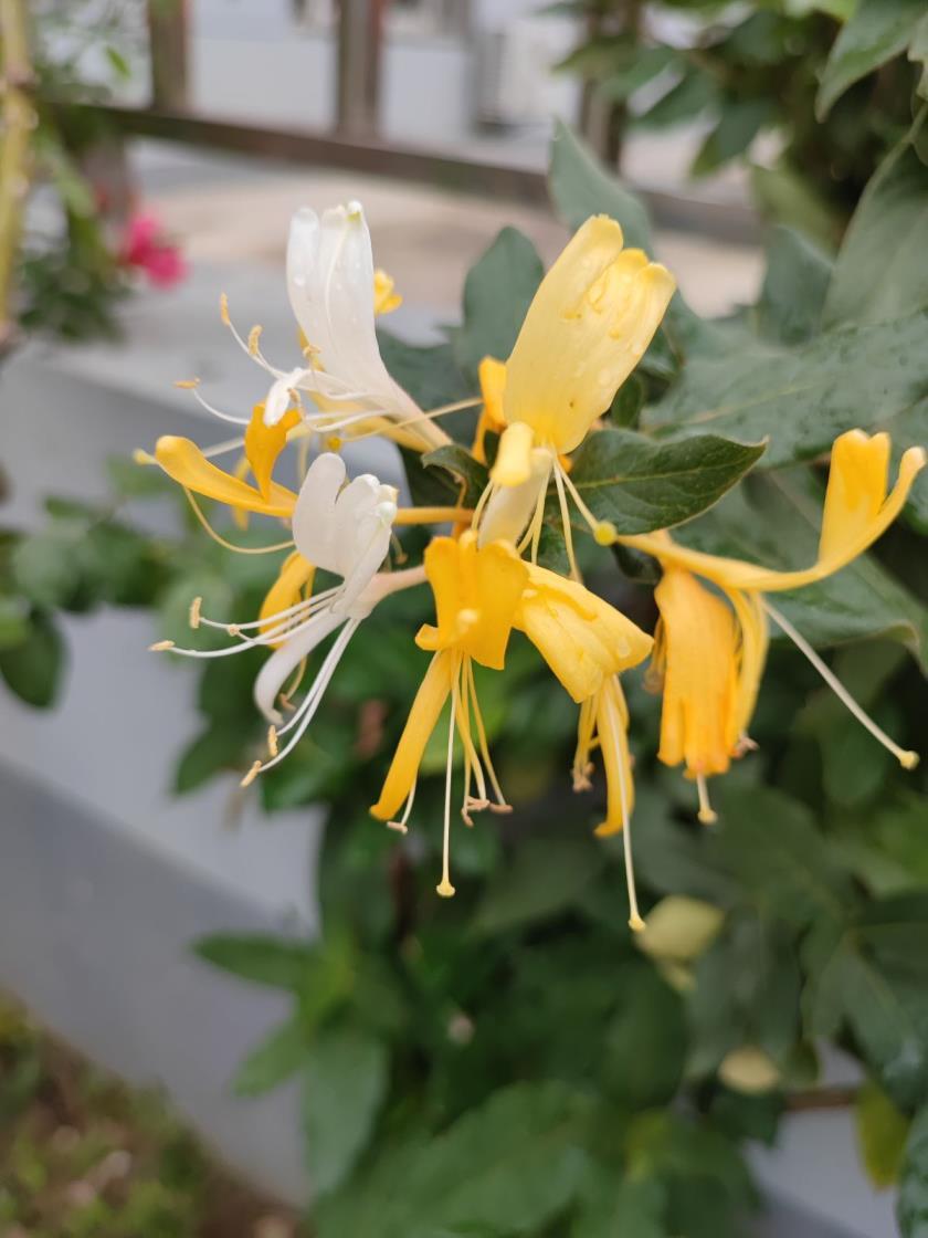 春季开的花有哪些植物，春天里盛开常见的花介绍