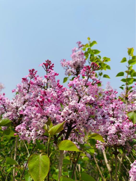 春季开的花有哪些植物，春天里盛开常见的花介绍