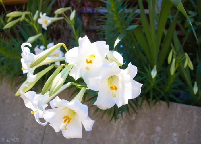 百合花的花语和寓意，关于百合花的传说