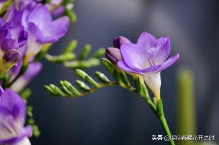 香雪兰寓意是什么，香雪兰的花语和象征