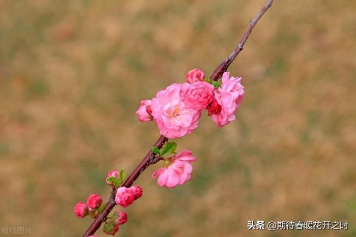 梅花象征着什么意义，简述梅花的花语和寓意