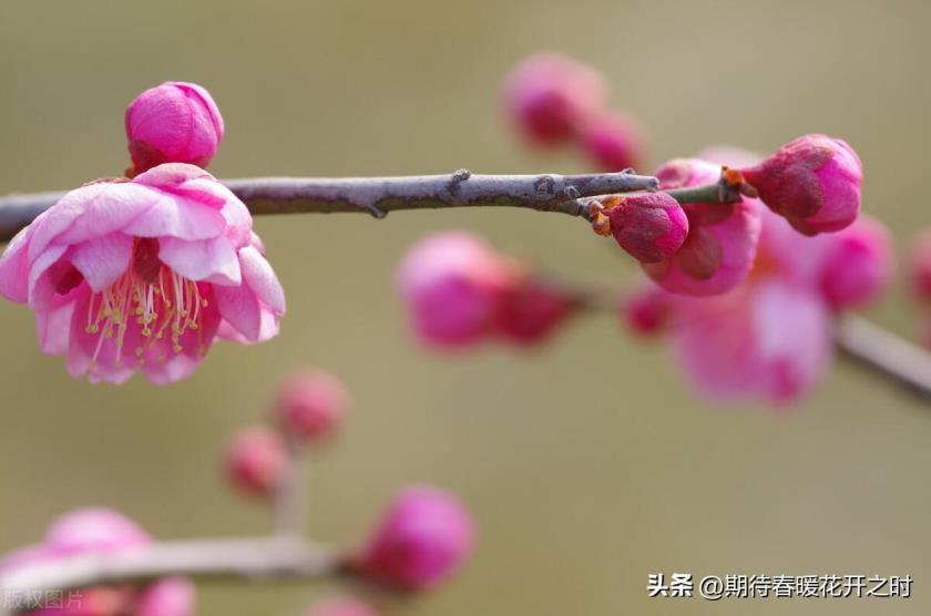 梅花象征着什么意义，简述梅花的花语和寓意