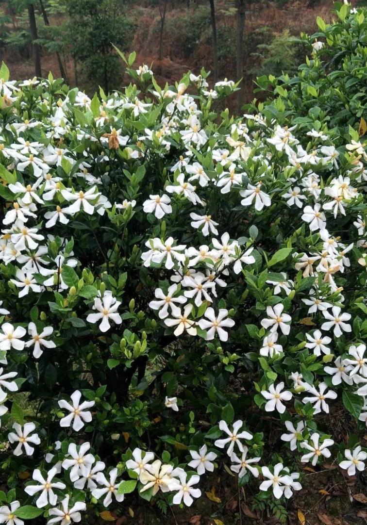 7月开的花都有什么花，有关七月专属花介绍