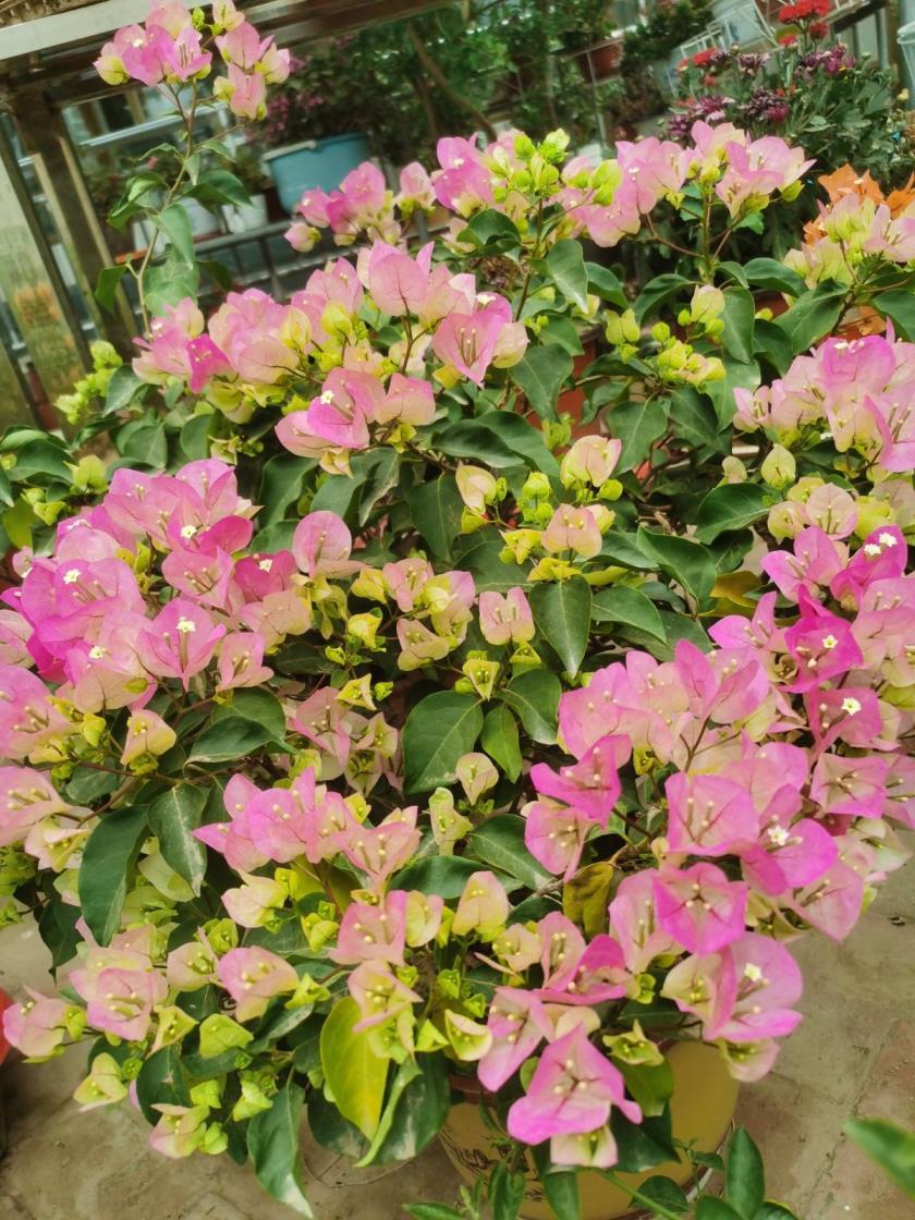 7月开的花都有什么花，有关七月专属花介绍